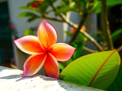 Beautiful red plumeria flower on the wall