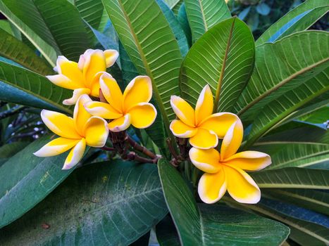 Beautiful yellow plumeria flower with green leaf background