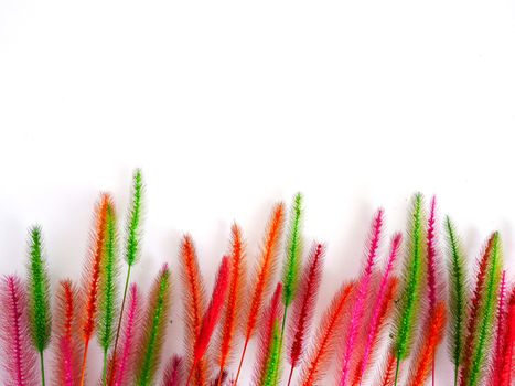 Colorful dry grass flower on white background