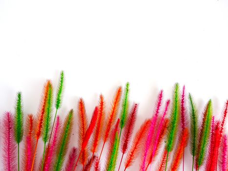 Colorful dry grass flower on white background