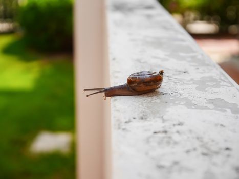 Little snail slow move on the wall in house