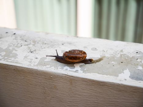 Little snail slow move on the wall in house