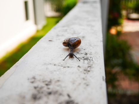 Little snail slow move on the wall in house