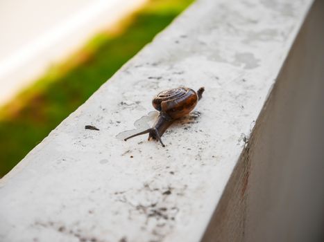 Little snail slow move on the wall in house