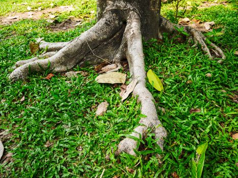 Big root tree on grass field in thailand