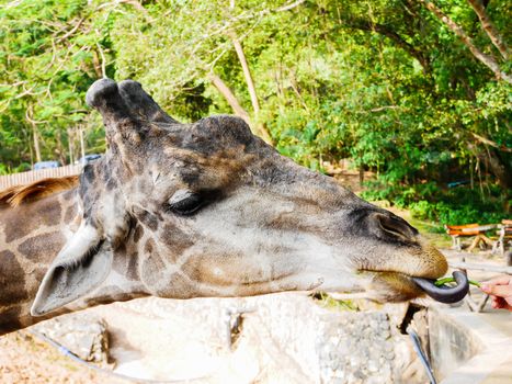 Giraffe eating food from people in zoo