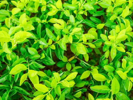 Beautiful green leaf background pattern