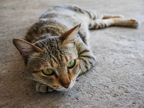 Thailand cat playing and sleeping on floor with selective focus