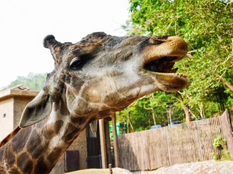 Giraffe waiting its food in zoo with selective focus