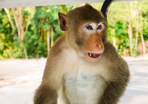 Monkey sitting and looking food in thailand