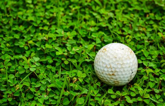 Focus golf ball on green rough background