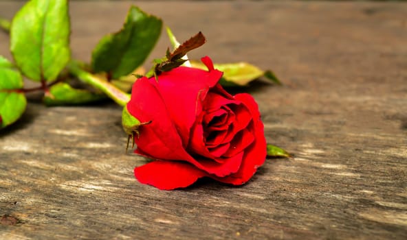 Focus red rose on wooden board
