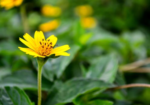 Focus yellow daisy flower on green leaf background