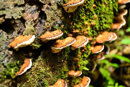 Selective focus lingzhi mushrooms grawth on wood