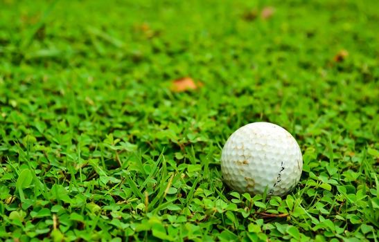 Focus golf ball on green rough background