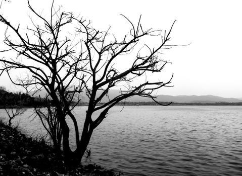 Dead tree in dam on black and white color background