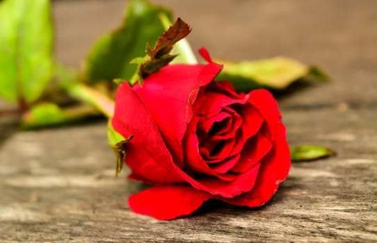 Focus red rose on wooden board