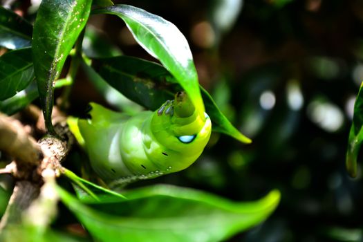 Focus green worm want to eat leave on tree