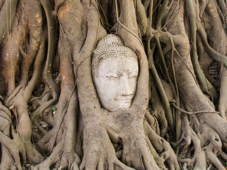 Buddha head in root of tree in Mahathat temple thailand