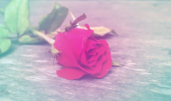 Focus red rose on wooden board