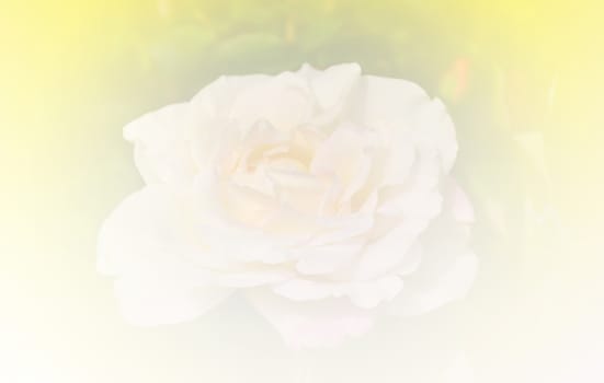 White rose in yellow tone background