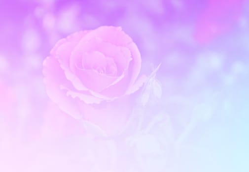 Beautiful rose flower pastel color tone background