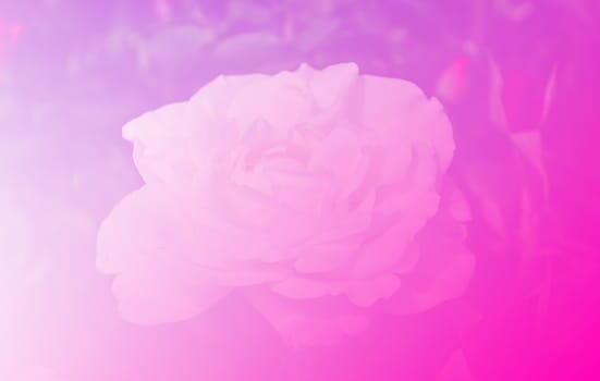 Beautiful rose flower pink color tone background
