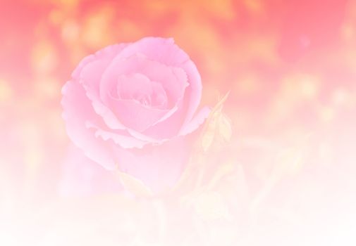 Beautiful rose flower orange color tone background