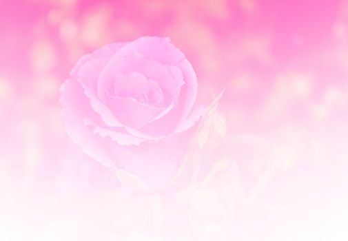 Beautiful rose flower red color tone background