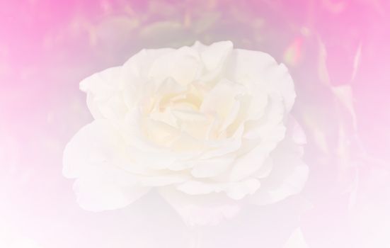 Beautiful rose flower pink color tone background