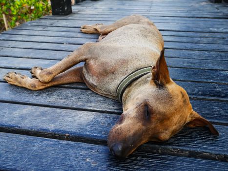 Focus face old dog sleep on wood floor in hot weather