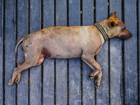 Old dog sleep on wood floor in hot weather