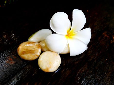 White plumeria flower with brown rock on wet wooden board