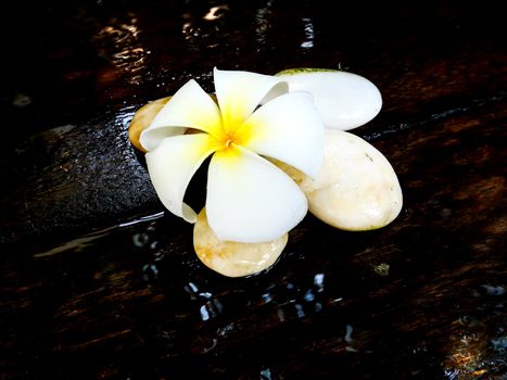 White plumeria flower on wet wooden board