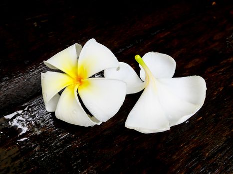 Two white plumeria flower on wet wooden board