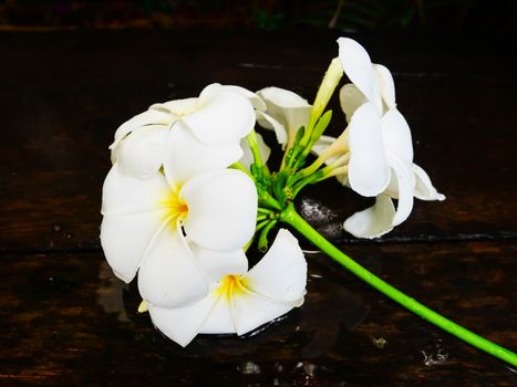 White plumeria flower on wet wooden board
