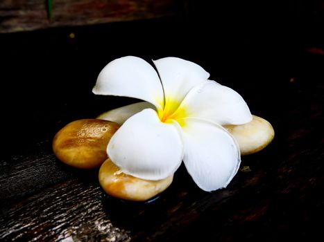 White plumeria flower with brown rock on wet wooden board