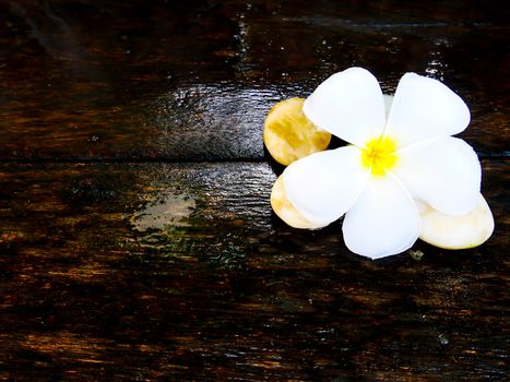 White plumeria flower on wet wooden board with copy space