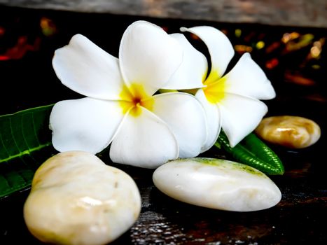 Focus white plumeria flower on wet wooden board