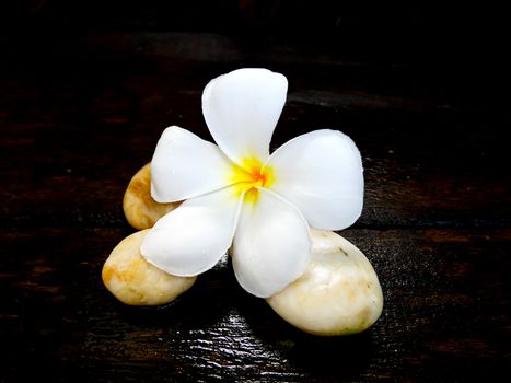 White plumeria flower with brown rock on wet wooden board