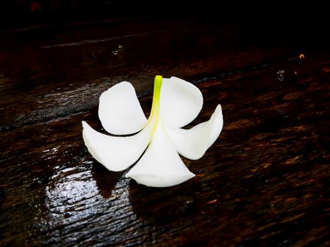 White plumeria flower fall wet wooden board