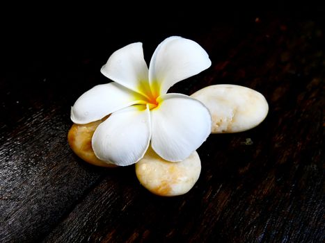 White plumeria flower with brown rock on wet wooden board
