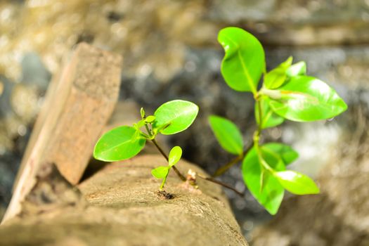 Focus little tree growth from big trunk