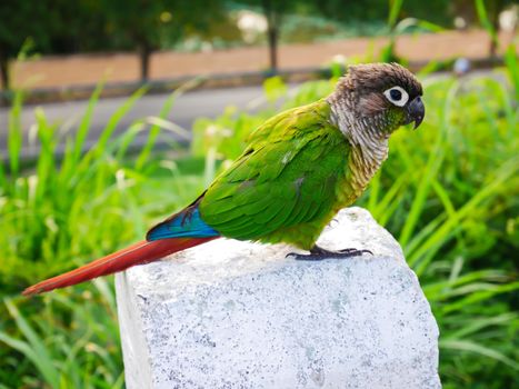 Beautiful green parrot on blur background