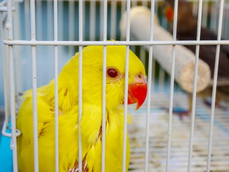 Focus little parrot sadness in white cage