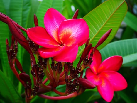 Beautiful red plumeria flower with selective focus