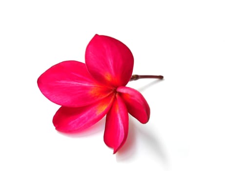 Beautiful red plumeria flower isolated on white background