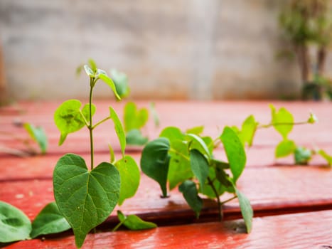 Selective focus heart shape leaf growth on wooden board on blur background with copy space