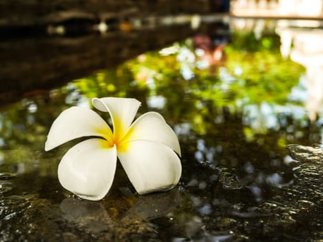 White plumeria flower fall on wet floor with copy space