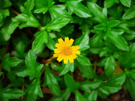 CLose up yellow daisy flower on blur background on top view